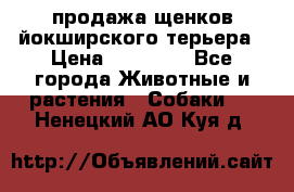 продажа щенков йокширского терьера › Цена ­ 25 000 - Все города Животные и растения » Собаки   . Ненецкий АО,Куя д.